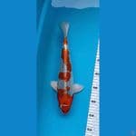Kujaku 35cm 