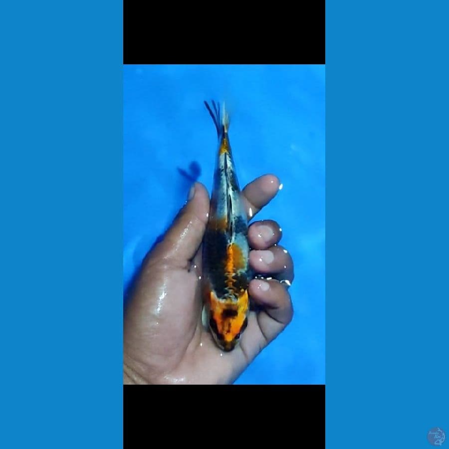 ginsowa 18cm / ml