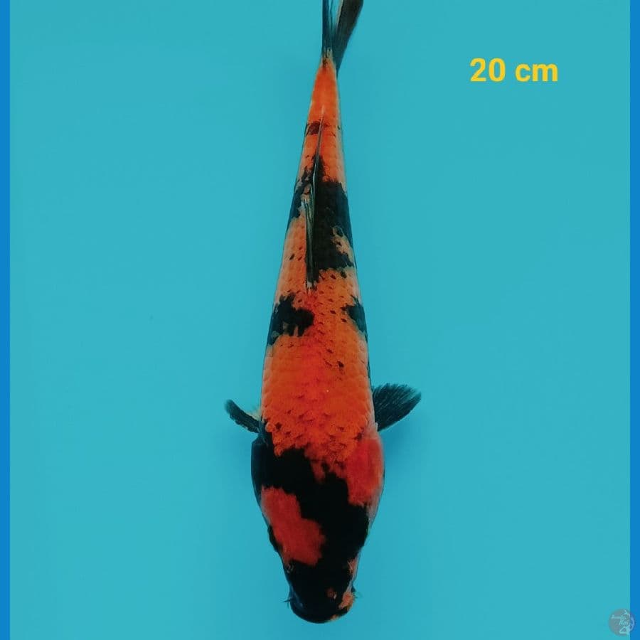 Hiu 20 cm