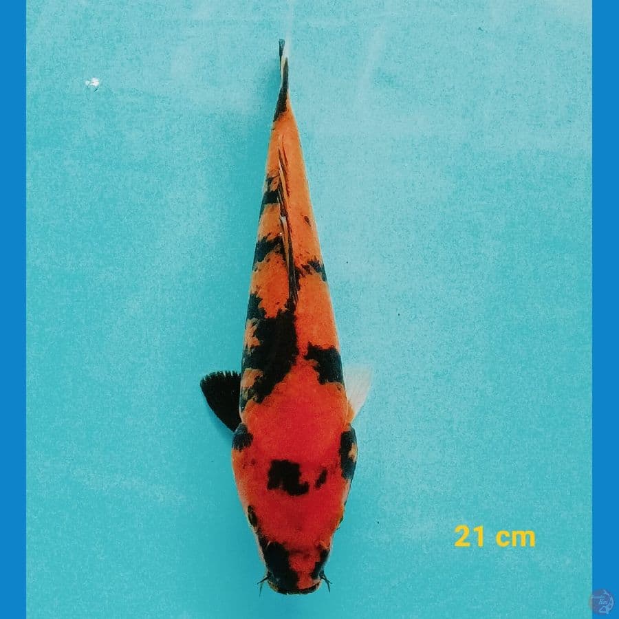 Hiu 21 cm