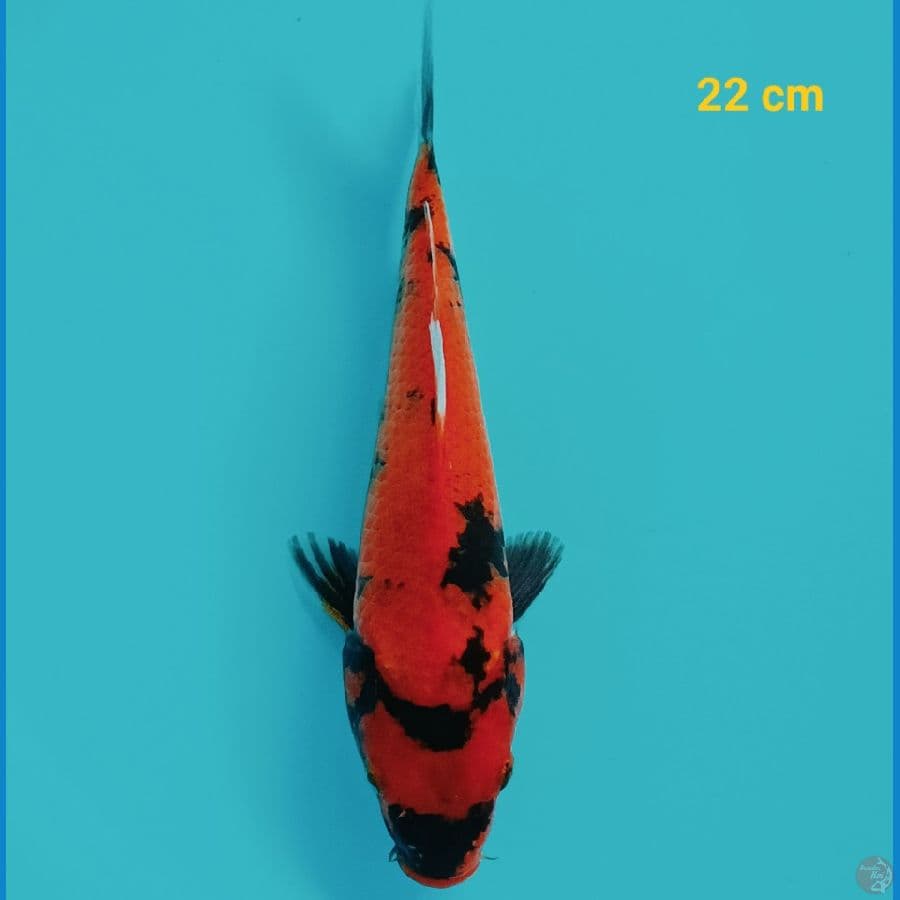 Hiu 22 cm