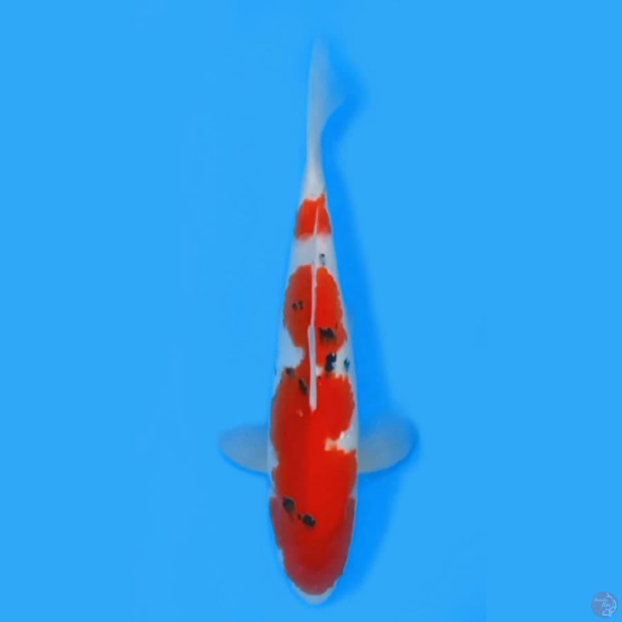 SANKE TATEGOI 34CM - MALE 