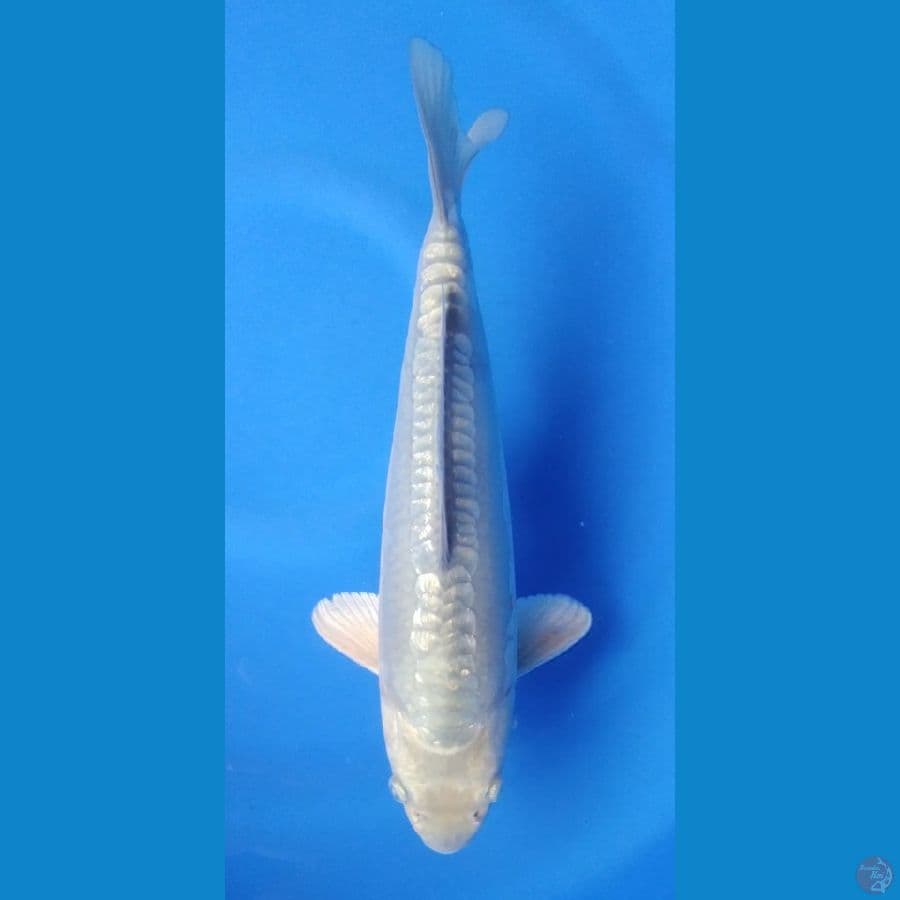soraghoi ghindrin aragoke 30cm