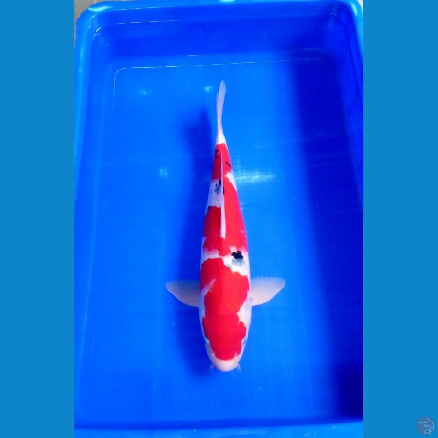 Sanke 44Cm Jantan