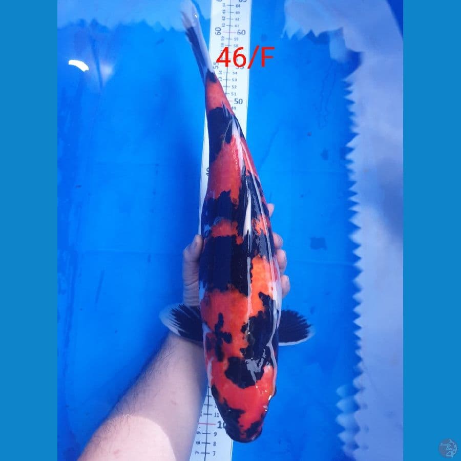 Showa Female 46cm