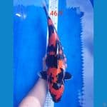 Showa Female 46cm