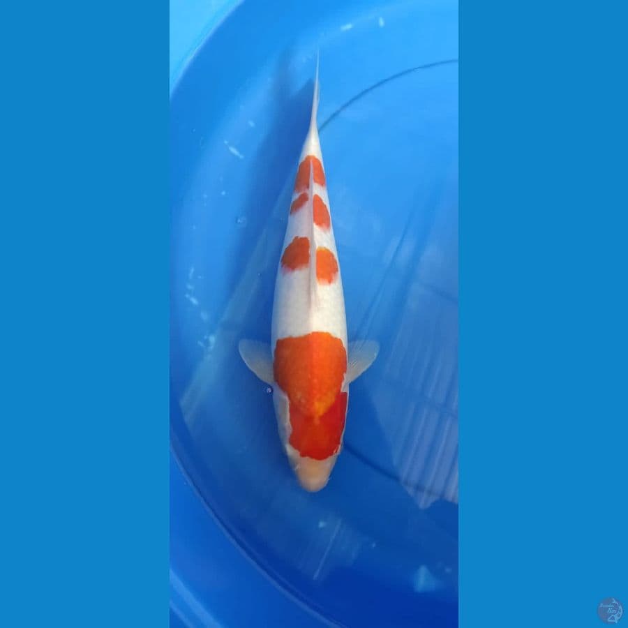 kohaku 