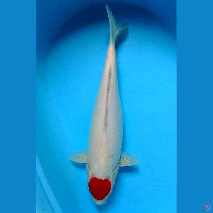 TANCHO KOHAKU