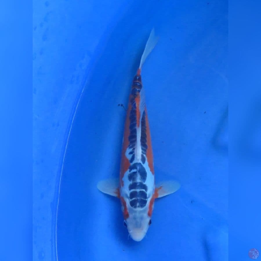 32cm - F1 Shusui Jantan 