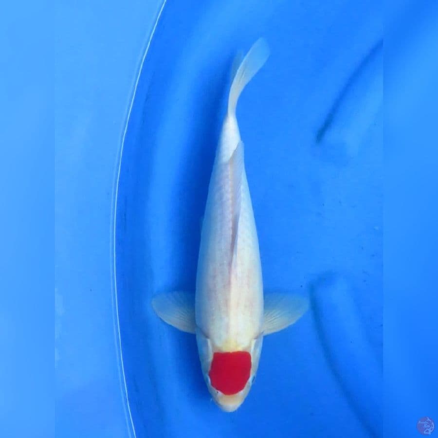 35cm - Tancho Ori Jantan 
