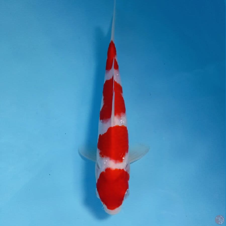kohaku, 22 cm