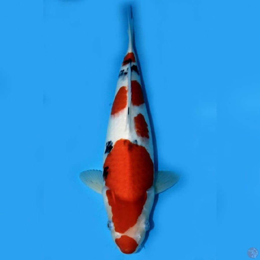 sanke-size 40cm BULKY RED STRONG