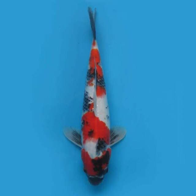 32cm - Showa Sanshoku Ori Pola 