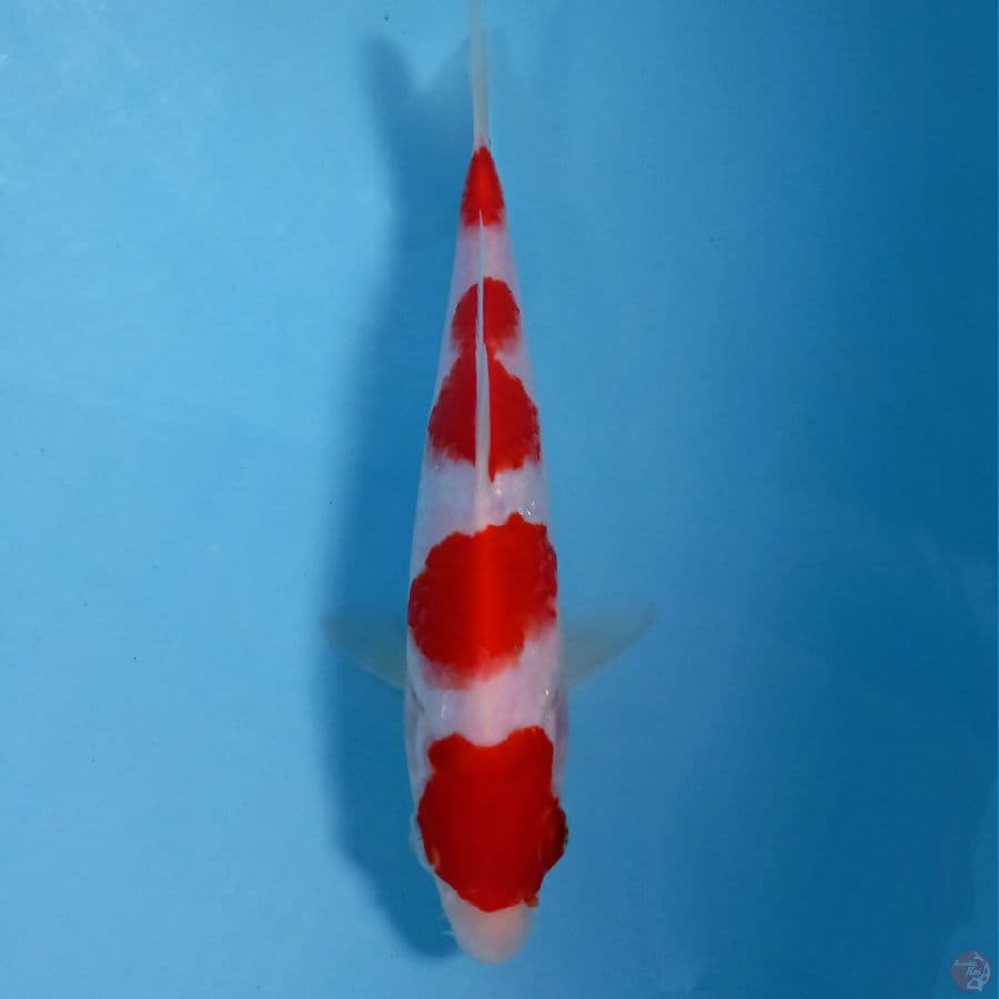 kohaku, 21 cm
