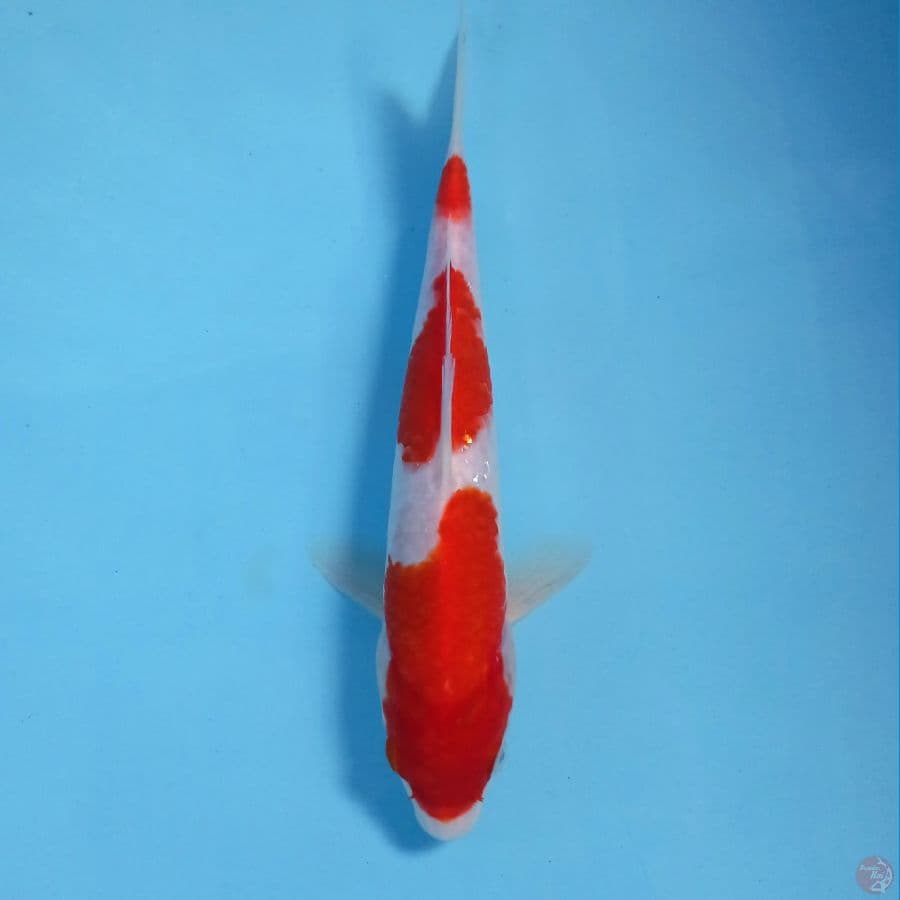 kohaku, 23 cm