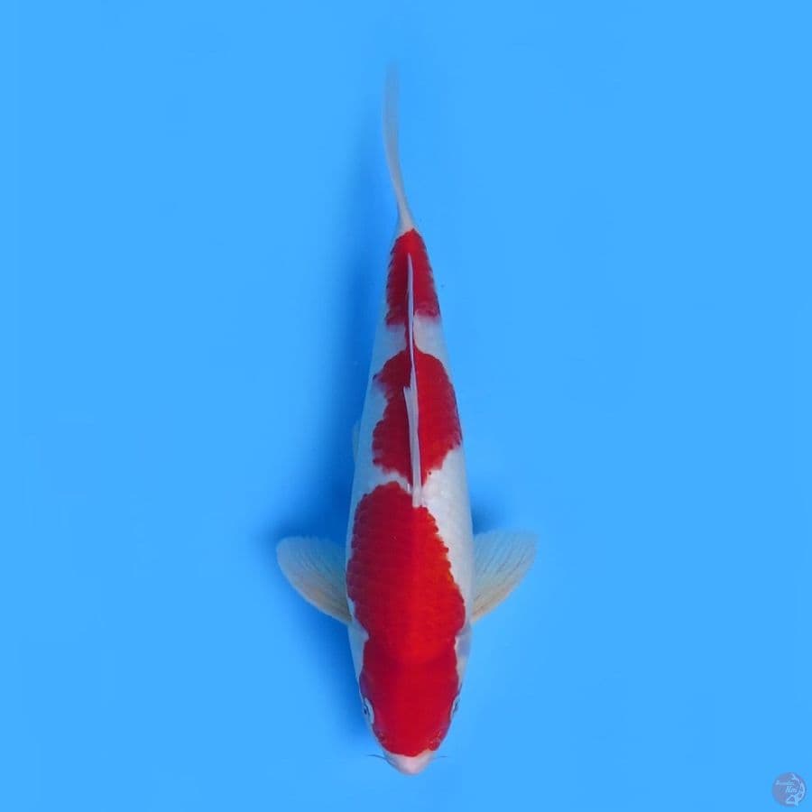 33cm - Jantan Kohaku