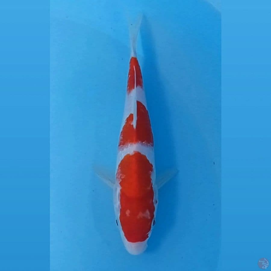 kohaku, 20 cm