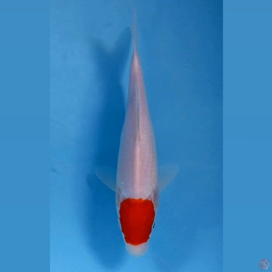 tancho, 23 cm