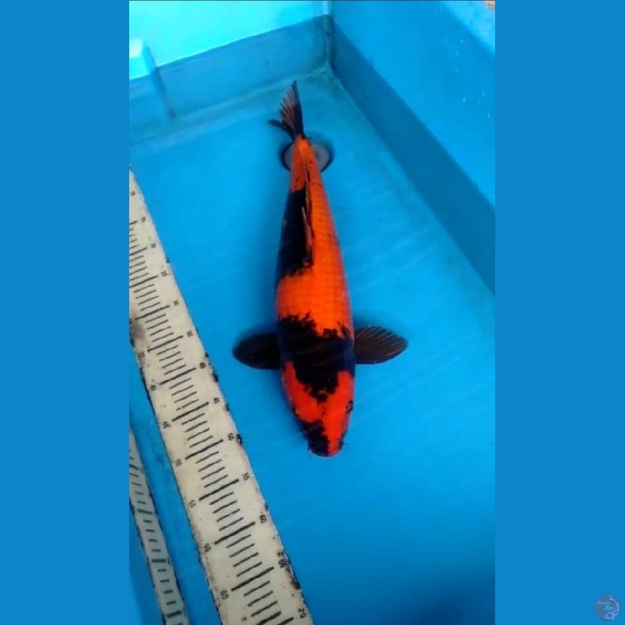 Hiutsuri 55cm