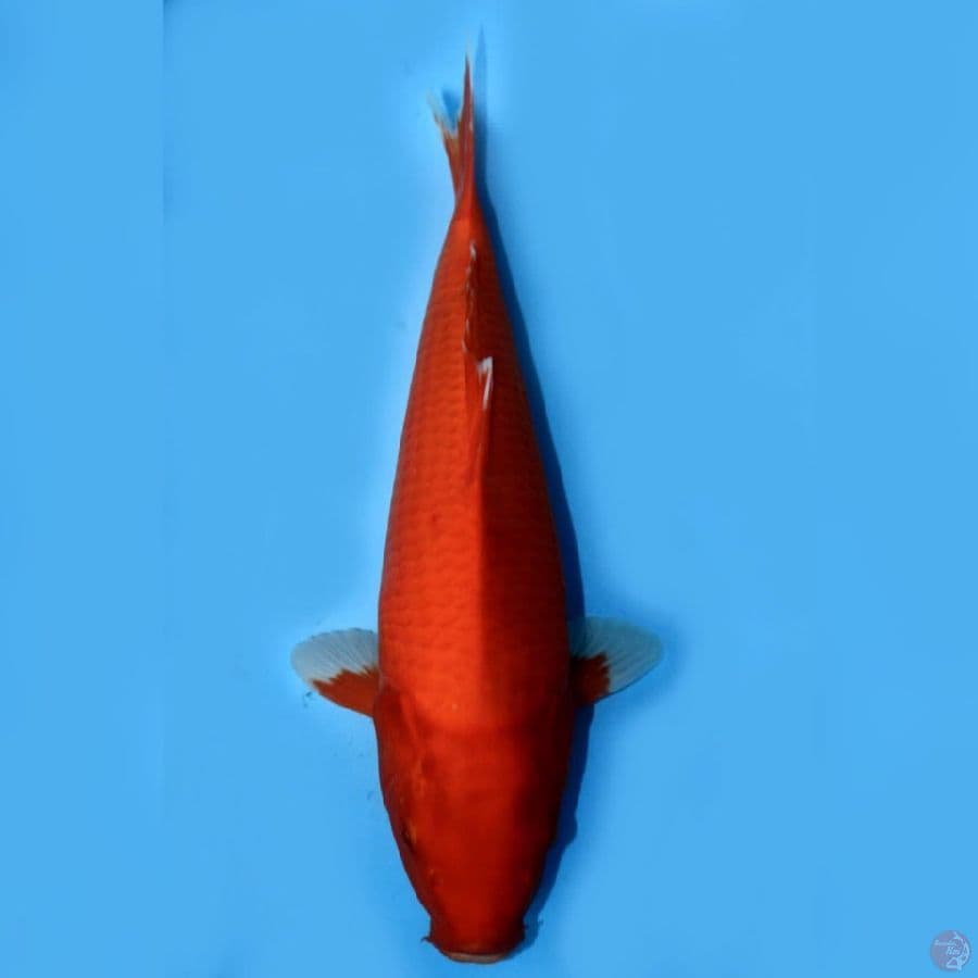 AKAHAJIRO 40CM STRONG TEMBUS
