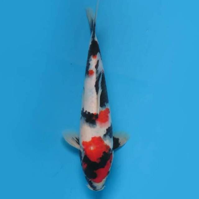 31cm - F1 Showa Sanshoku Tategoi Ori