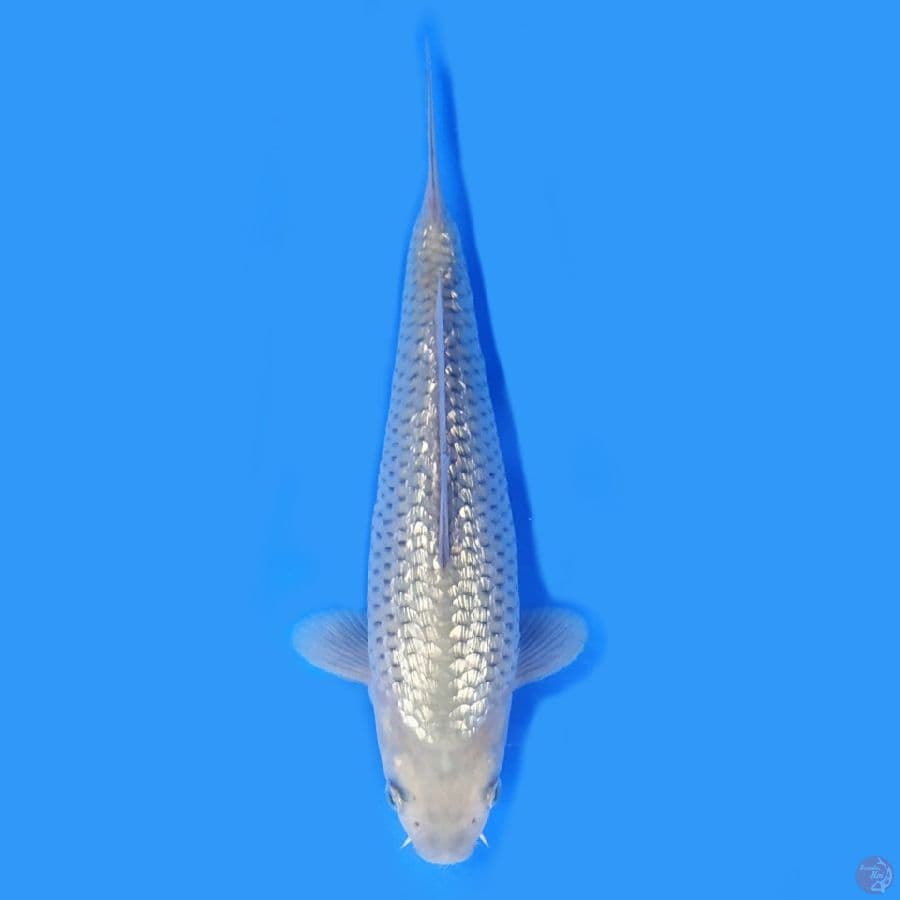 soraghoi ghindrin 23cm bulky
