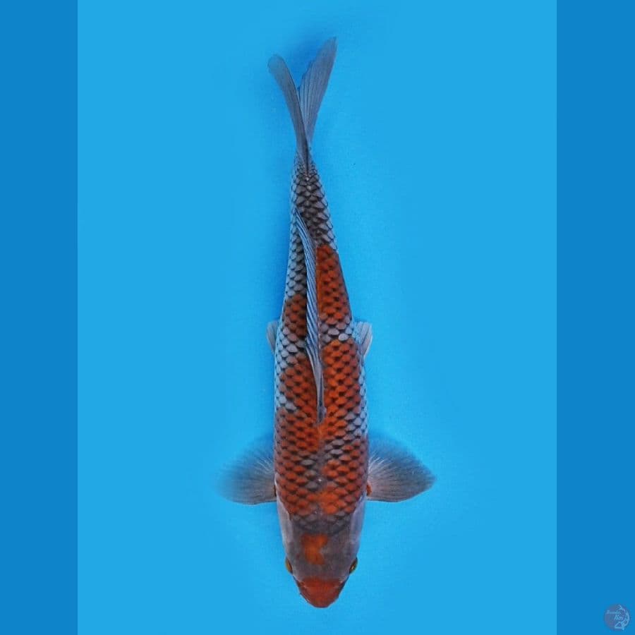 Ochiba SQ 35cm
