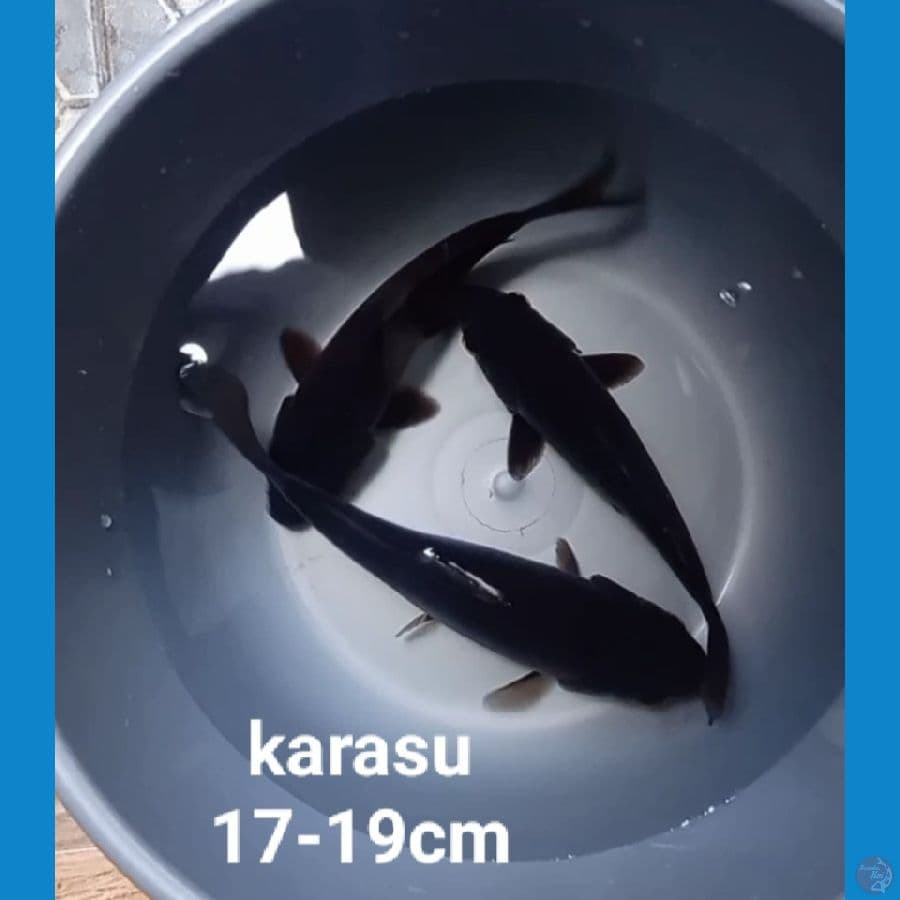 karasugoi 3 ekor
