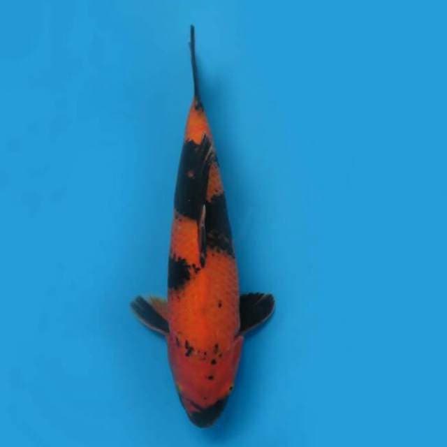 34cm - F1 Hi Utsuri Good Body