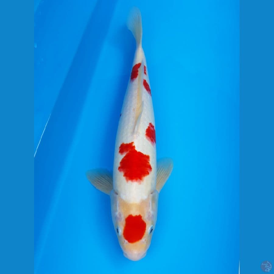 kohaku M 34