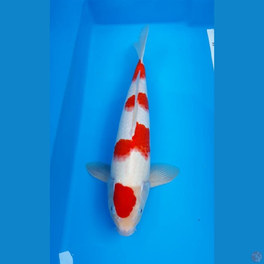 kohaku m 33