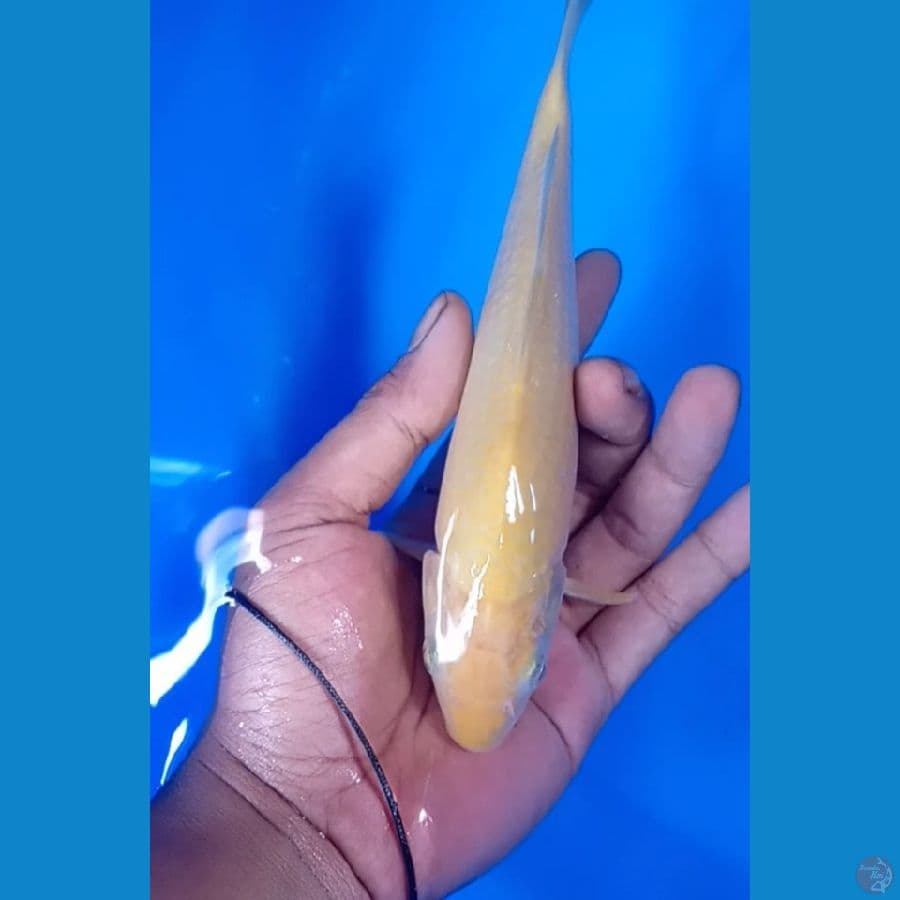 karasi 24cm