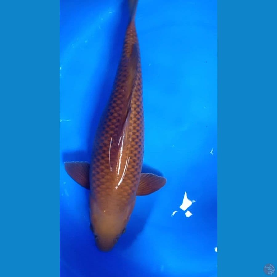 tembaga 43cm