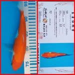 Kohaku Jumbo nominus Import + Sertifikat
