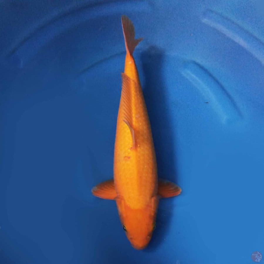 Karashi F1 Marudo 40cm