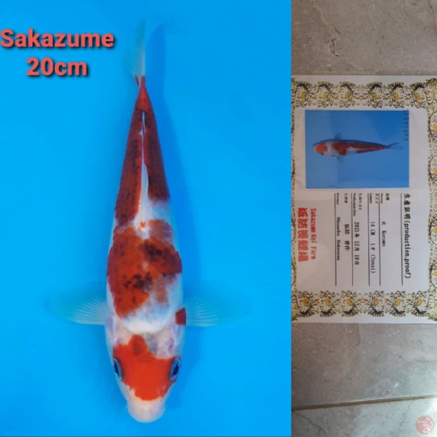SAKAZUME GOROMO 20CM