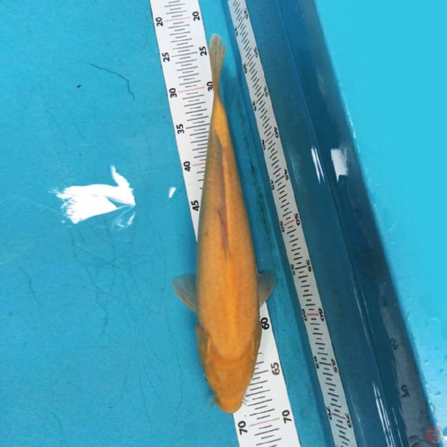 Karashi F1 Marudo 39cm