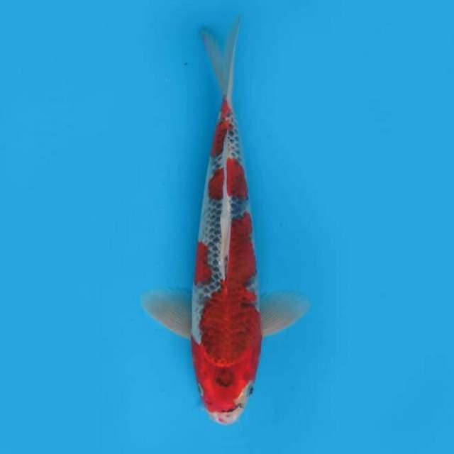 32cm - F1 Goshiki Ori