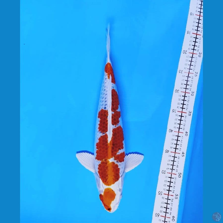kujaku 42 male