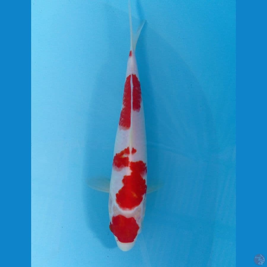maruten 24 cm