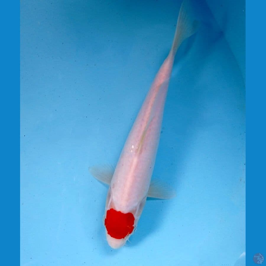 tancho 24 cm