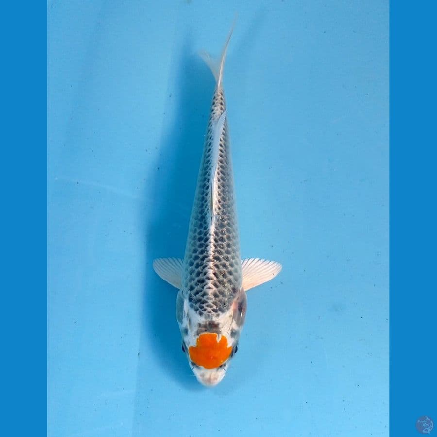 tancho kujaku 20 cm