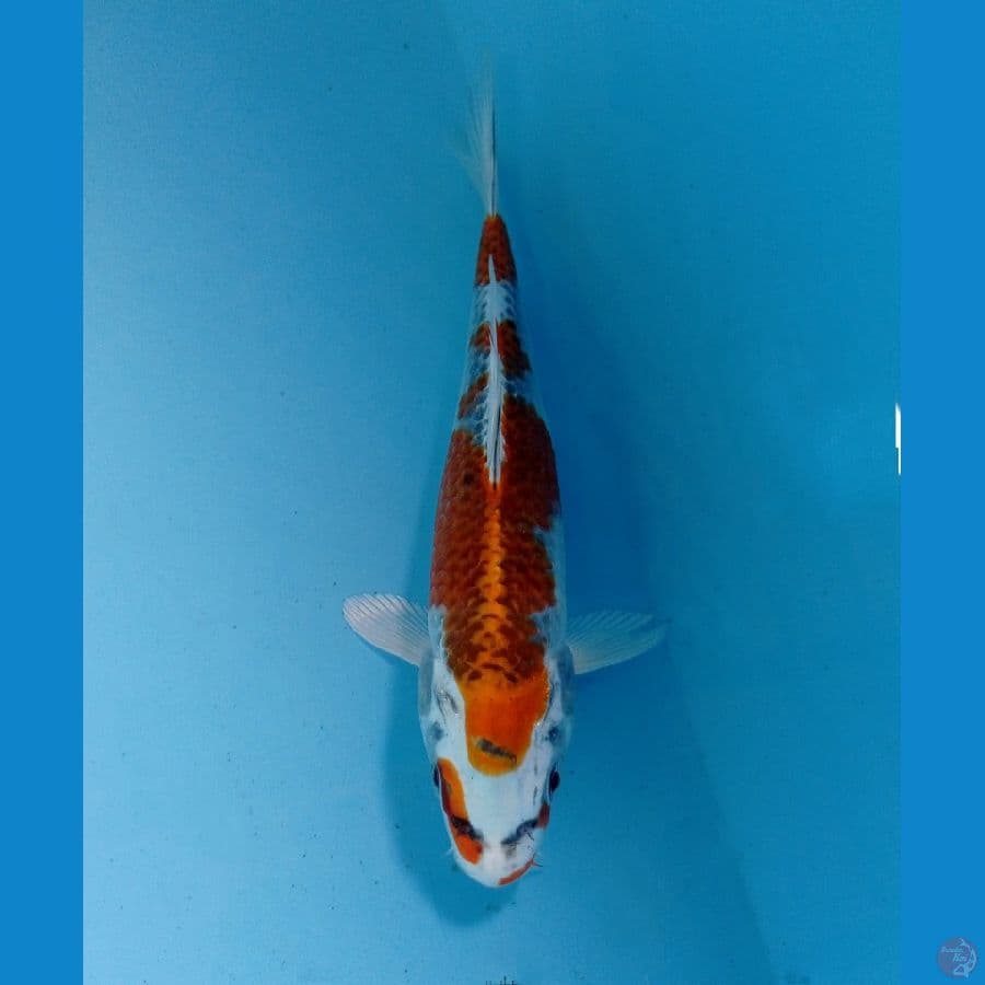 kujaku 19 cm 