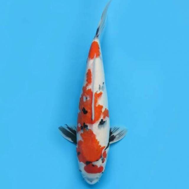42cm - Jumbo Showa