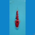 sanke red strong halus 33cm Male