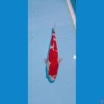 kohaku red strong 33cm female