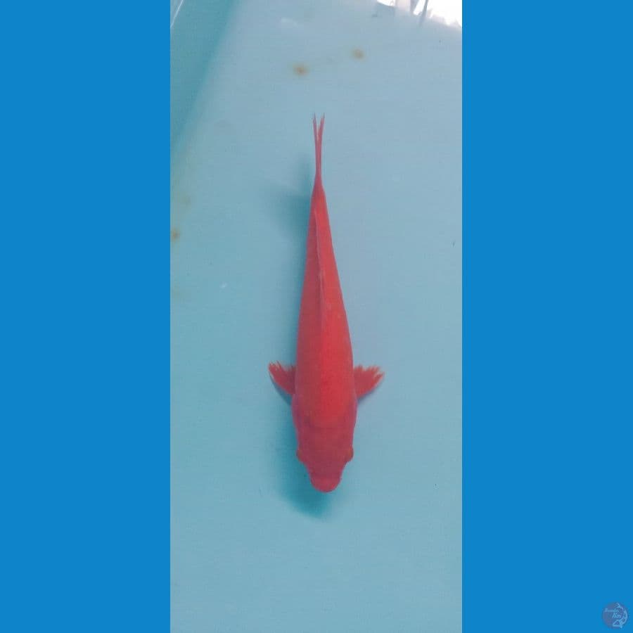 aka hajiro red strong tembus perut 30bu Male