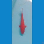 aka hajiro red strong tembus perut 30bu Male