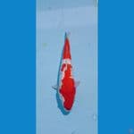 sanke ginrin padet red strong 35cm
