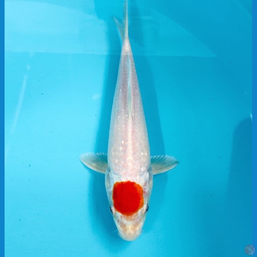 tancho sakura ogon 20 cm